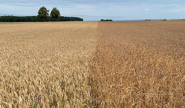 Kulturen - Getreide - reifes Getreidefeld