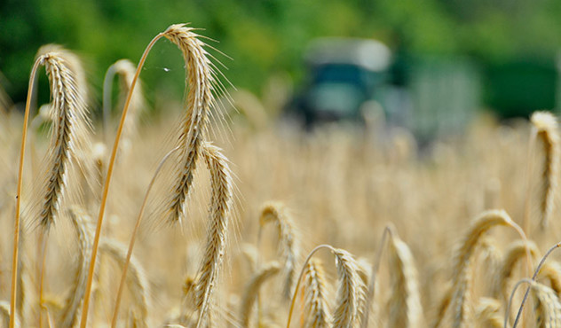 Kulturen - Getreide - Roggen vor der Ernte