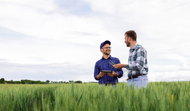 Landwirte besprechen sich im Getreidefeld