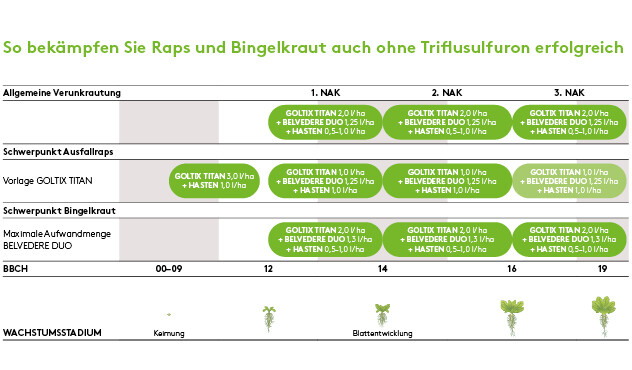 So bekämpfen Sie Raps und Bingelkraut in der Rübe ohne Triflusulfuron