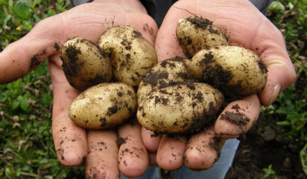 Kartoffeln in Hand