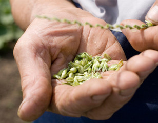 Hand mit Getreidekörnern