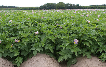Kulturen - Kartoffel - Kartoffelblüte