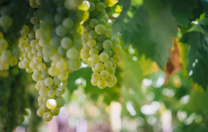Weinrebe weiß
