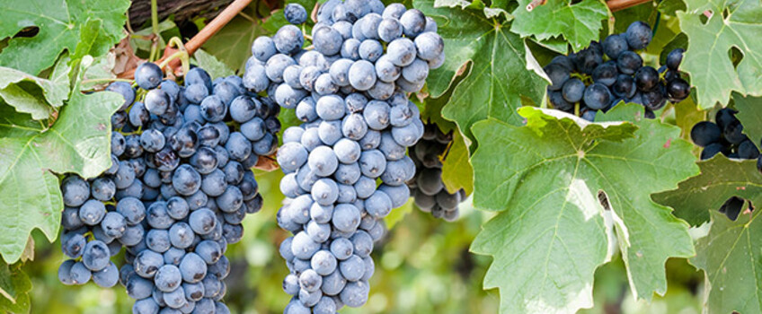 Kulturen - Wein - Fungizide, Insektizide, Kupfer & Co.