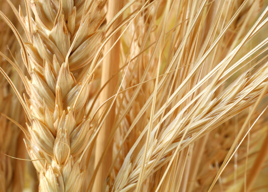 Kulturen - Getreide - Header - Ähre