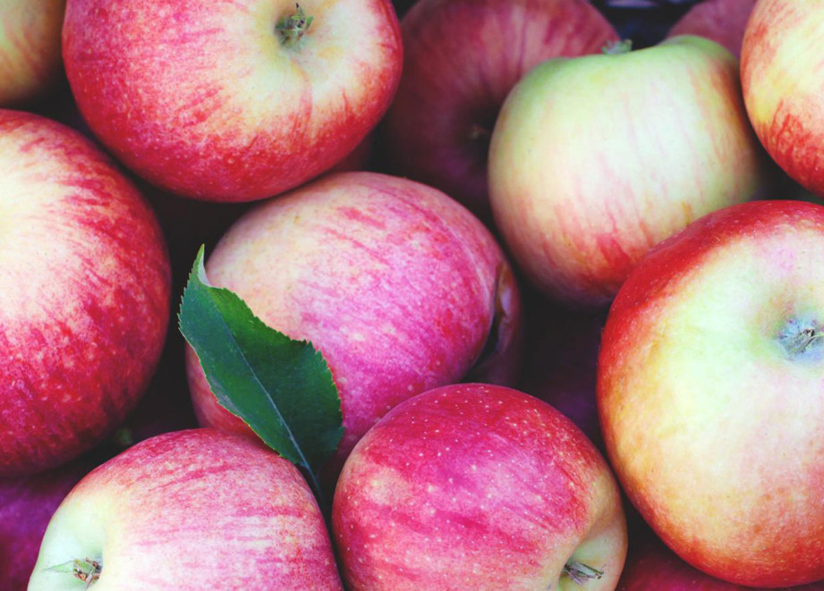 Kulturen - Obstbau - Header - Apfelernte