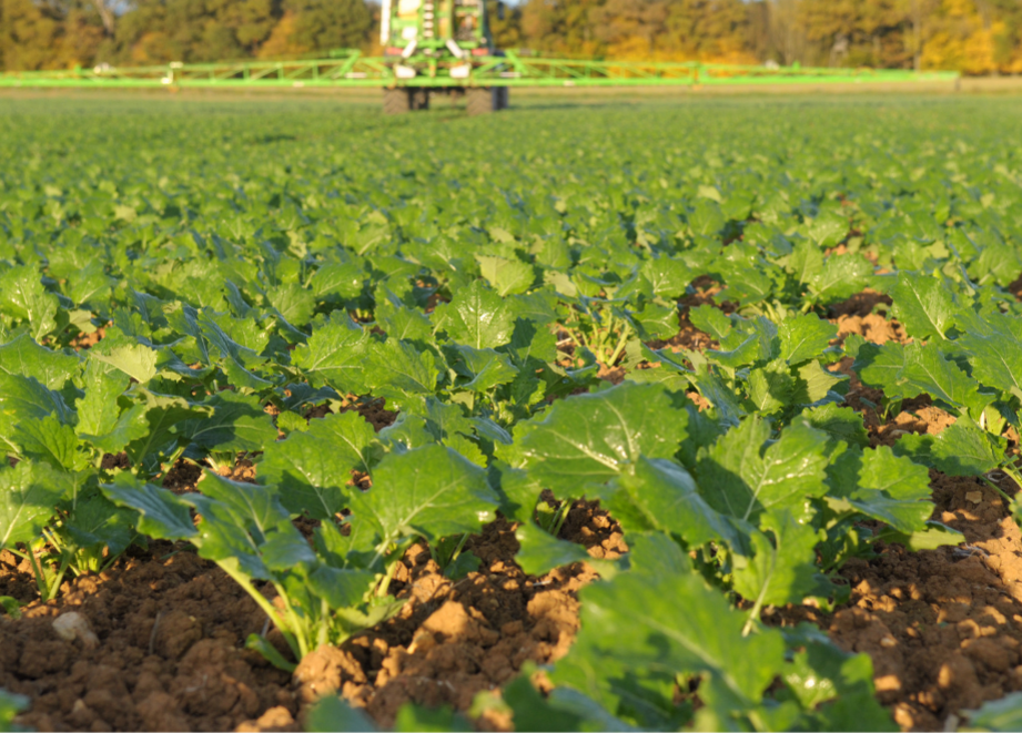 Rapsfeld im Herbst