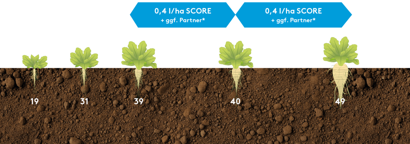 Anwendungsempfehlung Score in Rübe