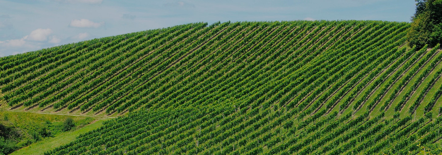 Kulturen - wein - Weinbau und Klima