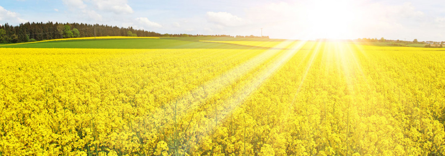 Kulturen - Raps - Rapsfeld-Blüte