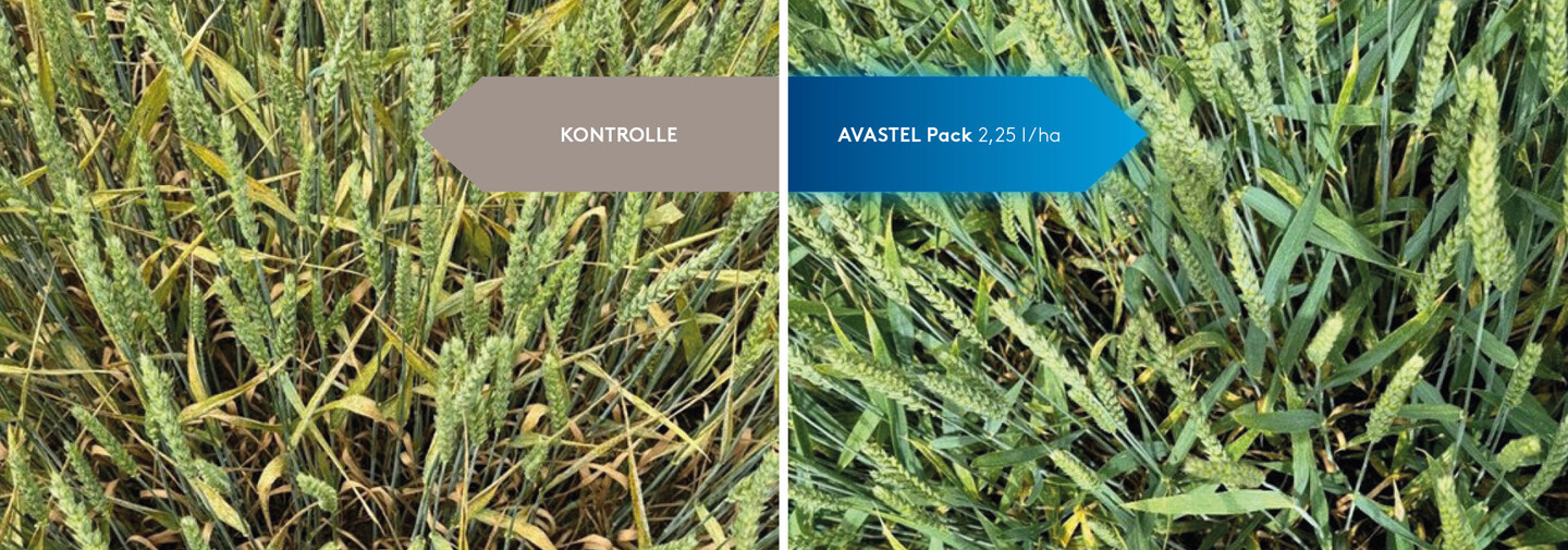 Das Bild zeigt zwei Getreidefelder. Ein Feld wurde mit einem herkömmlichen Prothioconazol behandelt. Das andere Feld mit AVASTEL-Pack.