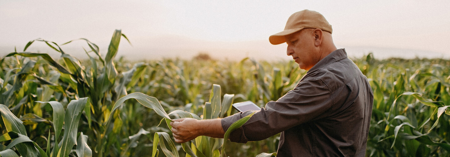 Farmer im Maisfeld
