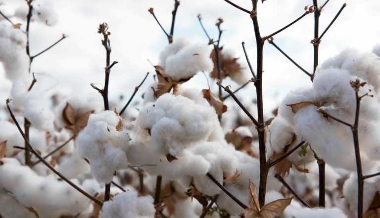 Cotton