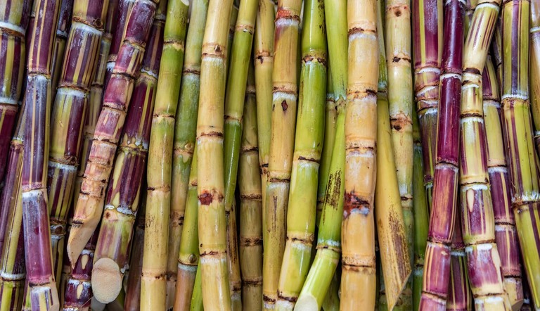 Sugar Cane