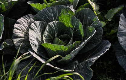 Cabbage