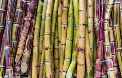 Sugar Cane