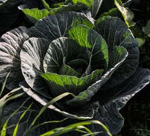 Cabbage