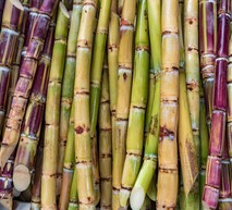 Sugar Cane