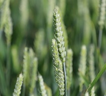 Wheat