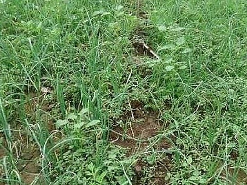 Untreated Control