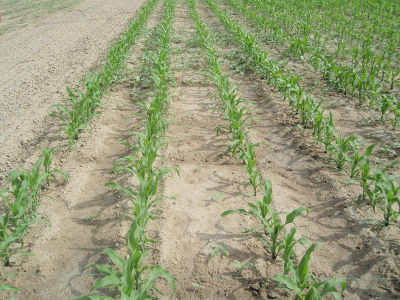 Untreated Control