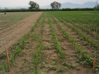 Bullet (3,0 l/ha)