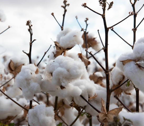 Cotton