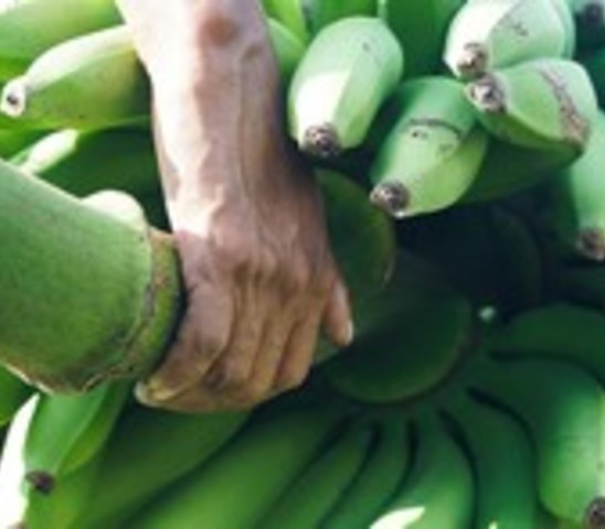 hands with bananas