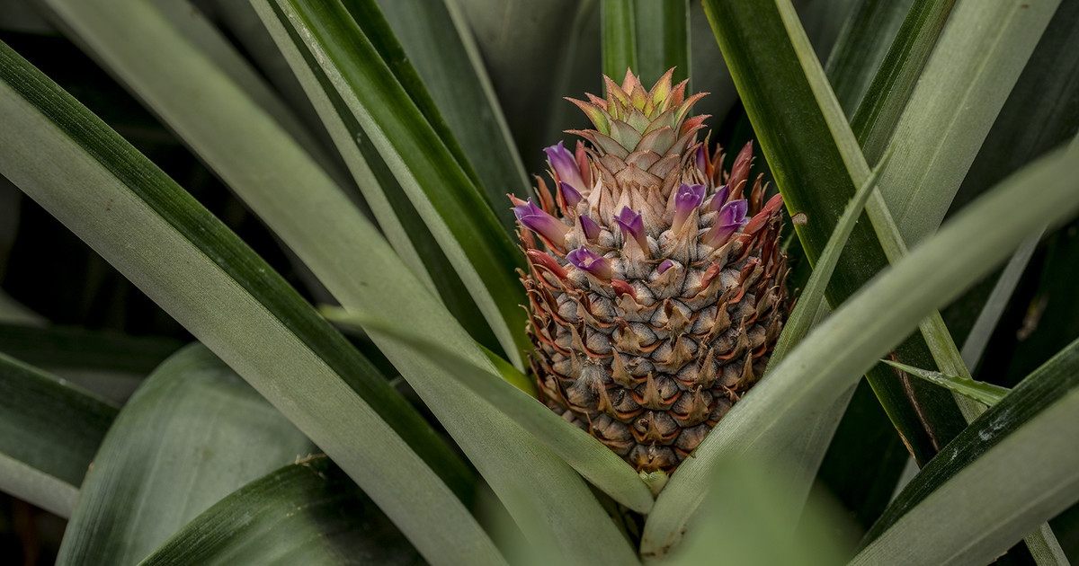 Pineapple (Uganda) ADAMA East Africa