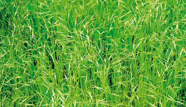 Brome Grass