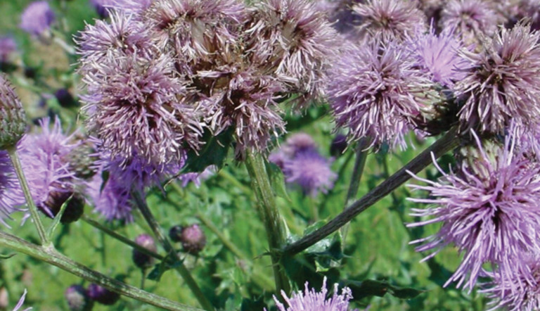 Canada Thistle