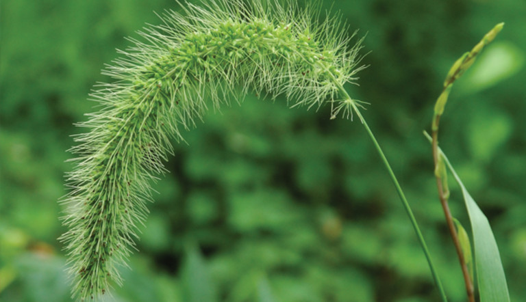 Green Foxtail