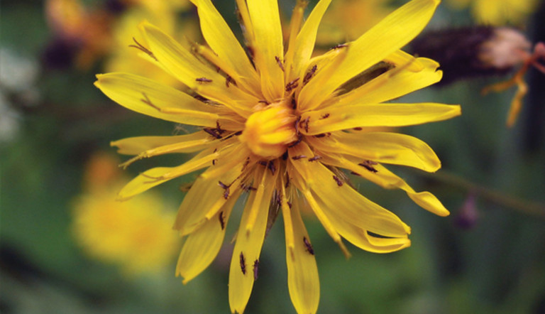 Narrow-Leaved Hawk's Beard