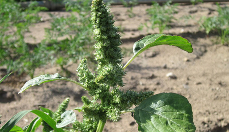 Redroot Pigweed