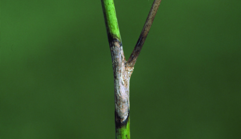 Sclerotinia