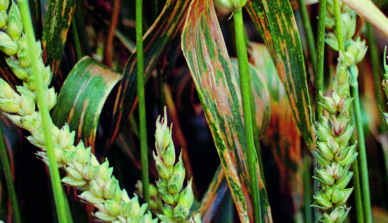 Septoria Leaf Spot