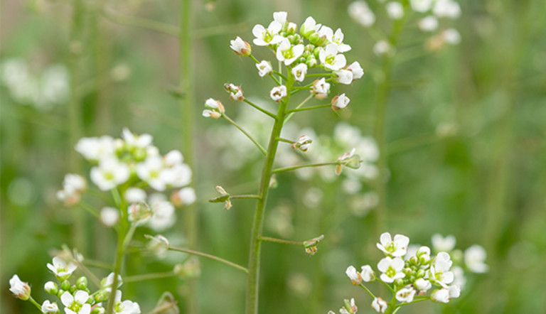 Shepherd's Purse