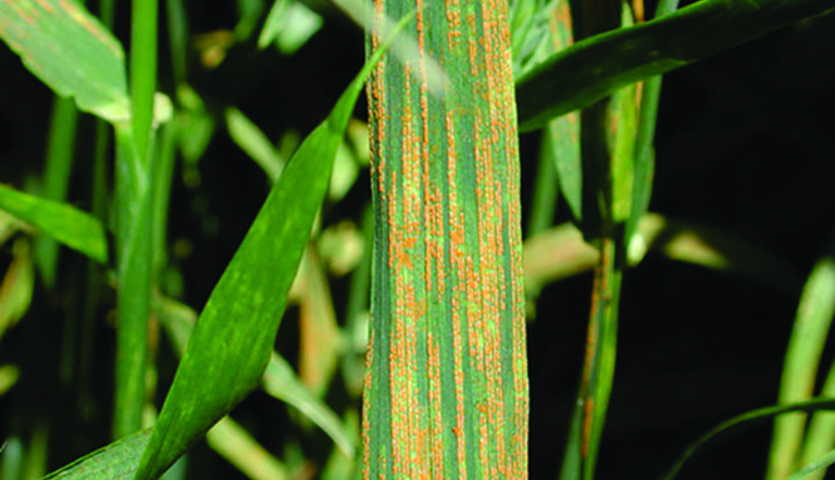 Stripe Rust