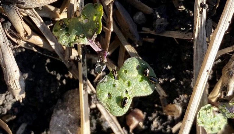 Flea Beetle