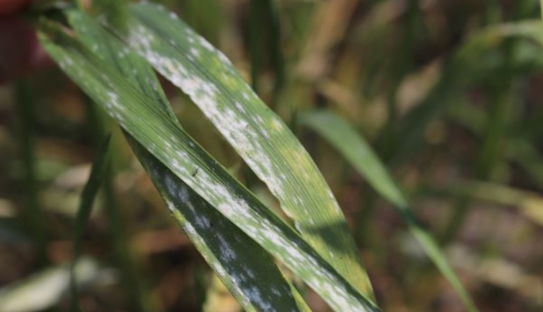 Powdery Mildew in Wheat