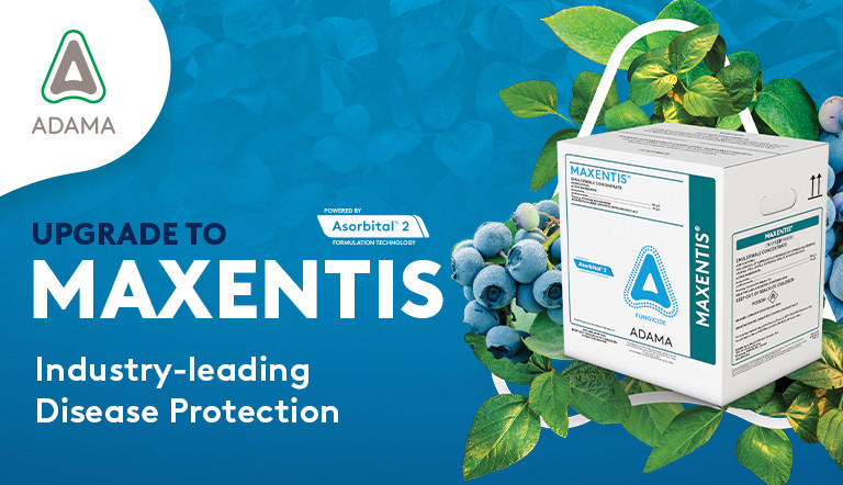 MAXENTIS Header Image