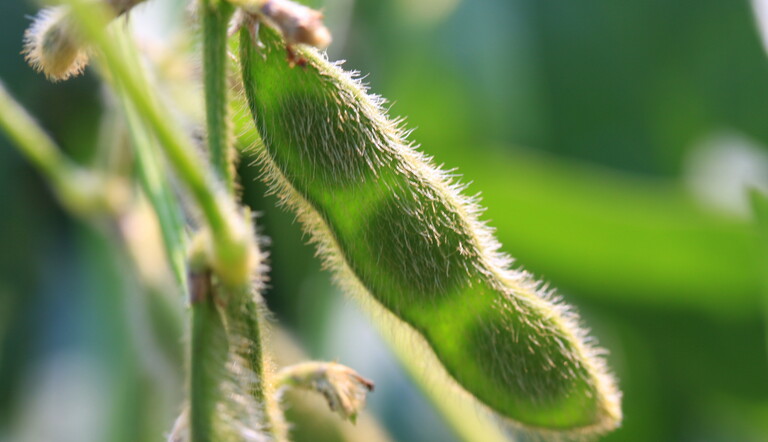 Soybean pod