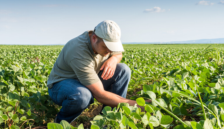 checking soybeans