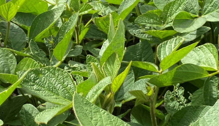 Soybeans