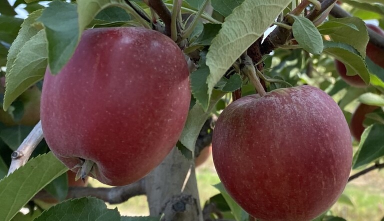 apple image