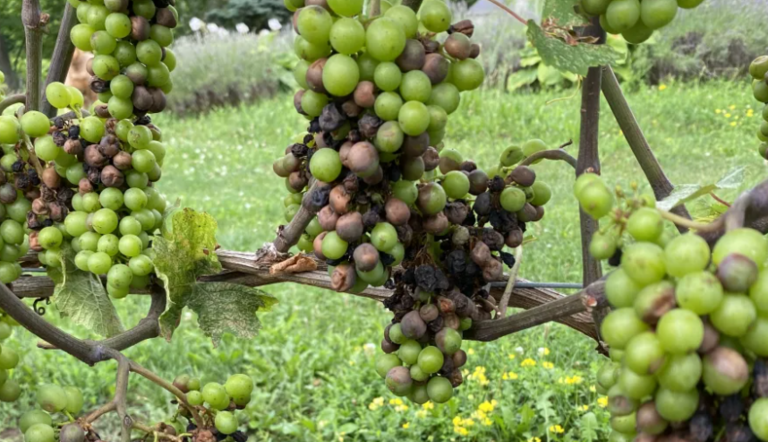 Blackrot in Grapes