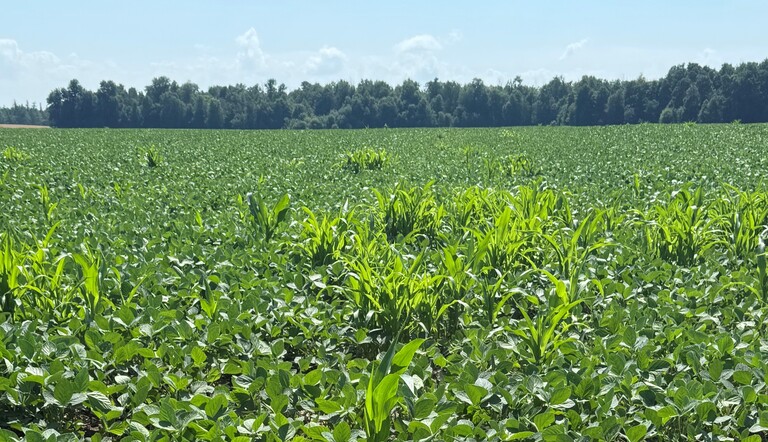 volunteer corn in soybeans