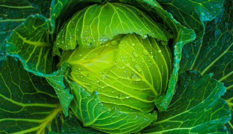 Cabbage close up