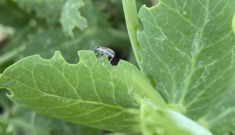 pea leaf weevil
